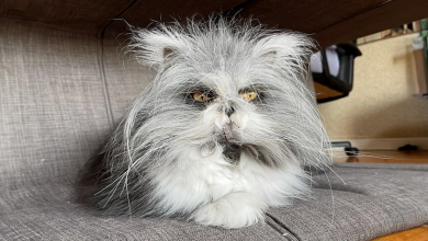 O mais fofinho de todos: este gato-lobisomem está conquistando corações em todo o mundo