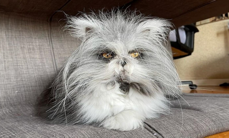 O mais fofinho de todos: este gato-lobisomem está conquistando corações em todo o mundo O mais fofinho de todos: este gato-lobisomem está conquistando corações em todo o mundo