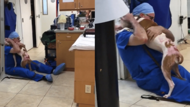 Momento emocional: cachorro com queimaduras graves se reúne com seu veterinário querido