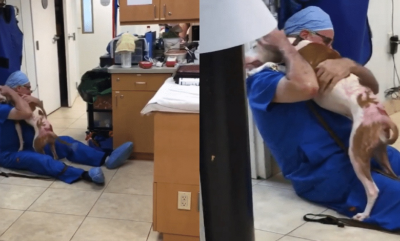 Momento emocional: cachorro com queimaduras graves se reúne com seu veterinário querido Momento emocional: cachorro com queimaduras graves se reúne com seu veterinário querido