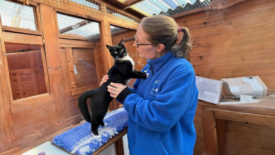 Esta vila de aposentadoria para gatos abriga 17 gatos que vivem seus dias em pequenas casinhas