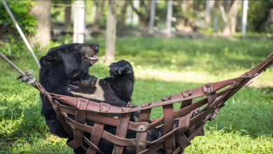 Urso resgatado com 3 patas relaxa em uma rede todos os dias no mesmo horário