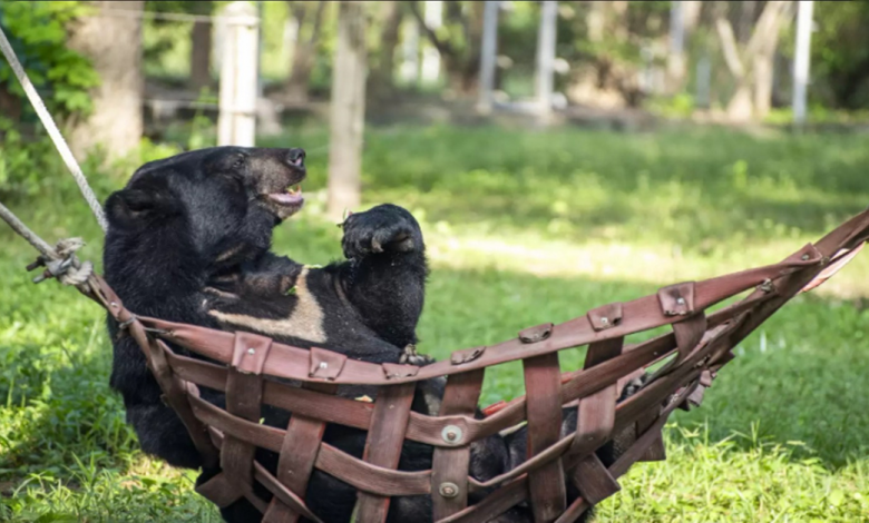 Urso resgatado com 3 patas relaxa em uma rede todos os dias no mesmo horário Urso resgatado com 3 patas relaxa em uma rede todos os dias no mesmo horário