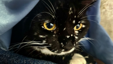 Gato Mágico Tem uma Condição que Faz com que sua Pelagem Pareça uma Galáxia de Estrelas, e as Pessoas Estão Encantadas
