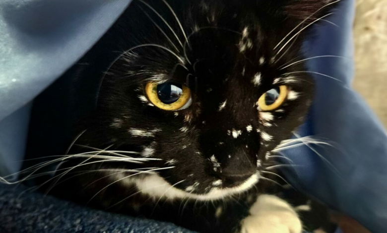 Gato Mágico Tem uma Condição que Faz com que sua Pelagem Pareça uma Galáxia de Estrelas, e as Pessoas Estão Encantadas Gato Mágico Tem uma Condição que Faz com que sua Pelagem Pareça uma Galáxia de Estrelas, e as Pessoas Estão Encantadas
