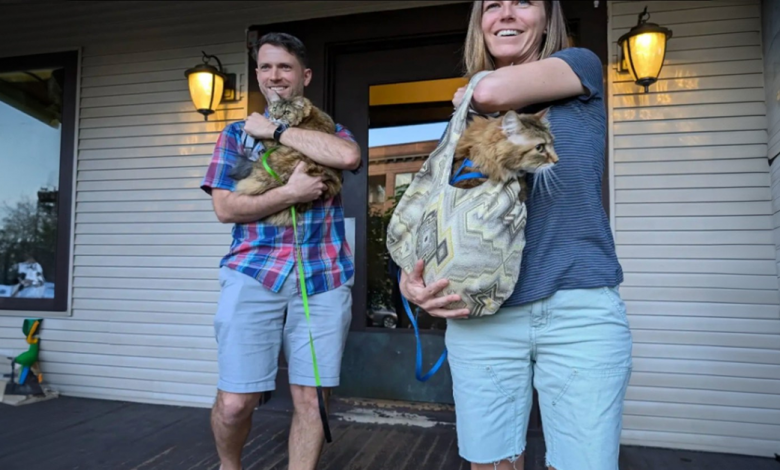 Centenas Vão às Ruas para Ver Gatos Locais Sentados nas Janelas Centenas Vão às Ruas para Ver Gatos Locais Sentados nas Janelas