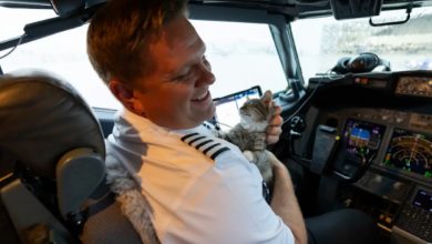 Piloto de Linha Aérea Conhece um Gatinho Sem Lar e o Adota no Avião