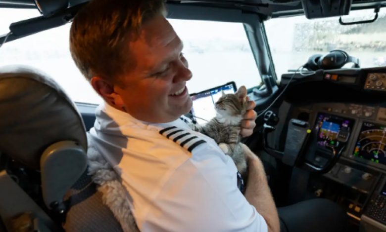 Piloto de Linha Aérea Conhece um Gatinho Sem Lar e o Adota no Avião Piloto de Linha Aérea Conhece um Gatinho Sem Lar e o Adota no Avião