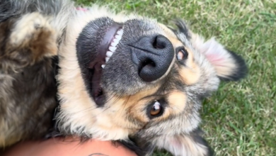 Família vai acampar com um cachorro e acorda com três