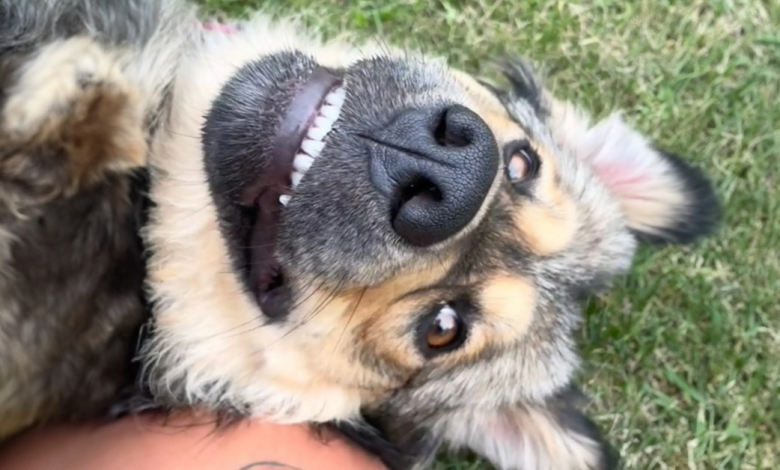 Família vai acampar com um cachorro e acorda com três Família vai acampar com um cachorro e acorda com três