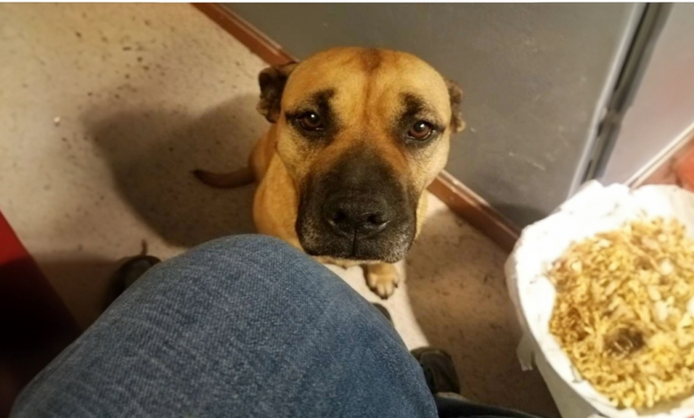 Uma Cachorra Desesperada Salta no Primeiro Carro Que Vê e a Reação do Motorista É Inesquecível Uma Cachorra Desesperada Salta no Primeiro Carro Que Vê e a Reação do Motorista É Inesquecível
