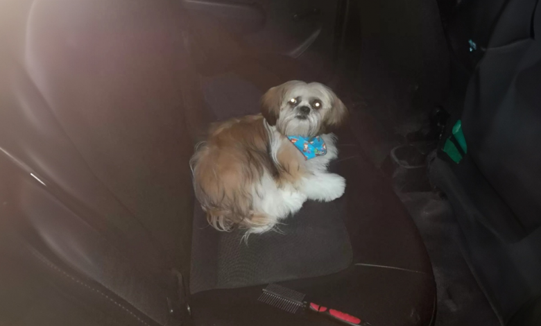 Motorista de táxi descobre que passageiro deixou um cachorro com uma nota no banco de trás do táxi Motorista de táxi descobre que passageiro deixou um cachorro com uma nota no banco de trás do táxi