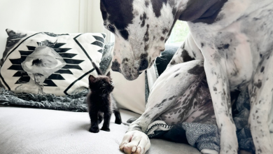 Dogue Alemão ‘Reativo’ Conhece Gatinhos Órfãos e Se Transforma Completamente