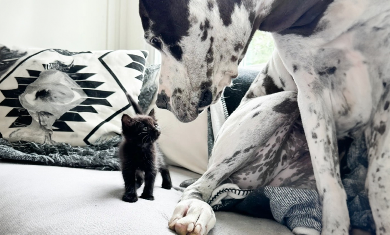 Dogue Alemão ‘Reativo’ Conhece Gatinhos Órfãos e Se Transforma Completamente Dogue Alemão ‘Reativo’ Conhece Gatinhos Órfãos e Se Transforma Completamente