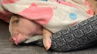 Porquinho de estimação ilumina asilos no Kansas com comportamento carinhoso e amor por cereais