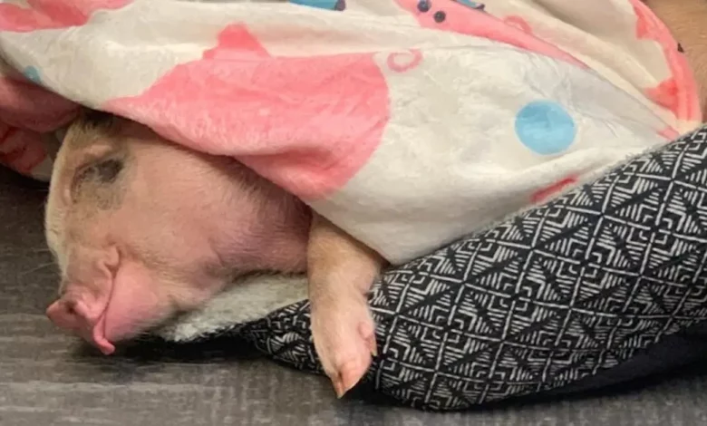 Porquinho de estimação ilumina asilos no Kansas com comportamento carinhoso e amor por cereais Porquinho de estimação ilumina asilos no Kansas com comportamento carinhoso e amor por cereais