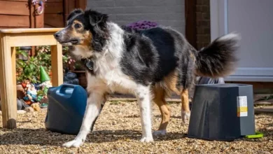 Ela Não Sabia Que Seu Cachorro Era Completamente Cego – Veterinário Declara Sua Habilidade em Percursos de Obstáculos um ‘Mistério Médico’
