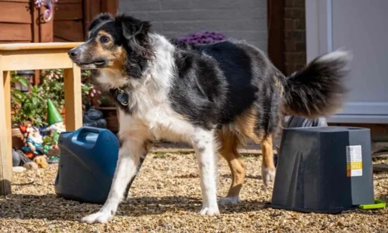 Ela Não Sabia Que Seu Cachorro Era Completamente Cego – Veterinário Declara Sua Habilidade em Percursos de Obstáculos um ‘Mistério Médico’ Ela Não Sabia Que Seu Cachorro Era Completamente Cego – Veterinário Declara Sua Habilidade em Percursos de Obstáculos um ‘Mistério Médico’