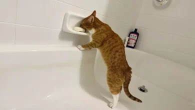 Este gato decidiu experimentar o sabor do sabão, e sua reação não tem preço