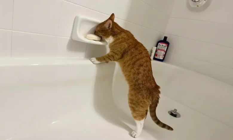 Este gato decidiu experimentar o sabor do sabão, e sua reação não tem preço Este gato decidiu experimentar o sabor do sabão, e sua reação não tem preço