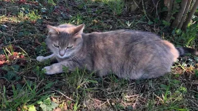 Gato Percorre a França para Voltar à sua Antiga Casa Antes de ser Reunido com Donos ‘Estonteados’ 13 Meses Depois