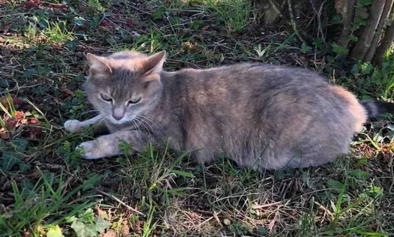 Gato Percorre a França para Voltar à sua Antiga Casa Antes de ser Reunido com Donos ‘Estonteados’ 13 Meses Depois Gato Percorre a França para Voltar à sua Antiga Casa Antes de ser Reunido com Donos ‘Estonteados’ 13 Meses Depois