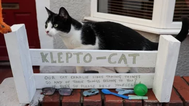Gata Rouba Tantos Itens de Vizinhos no Reino Unido que Criou uma Caixa de ‘Gato Clepto’ para que Possam Ser Reclamados