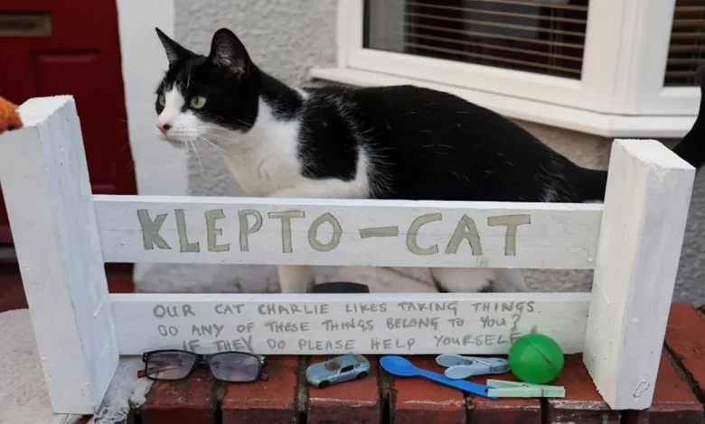 Gata Rouba Tantos Itens de Vizinhos no Reino Unido que Criou uma Caixa de ‘Gato Clepto’ para que Possam Ser Reclamados Gata Rouba Tantos Itens de Vizinhos no Reino Unido que Criou uma Caixa de ‘Gato Clepto’ para que Possam Ser Reclamados