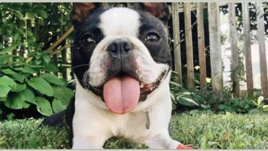 Nunca Desista! Terrier Perdido por 290 Dias Durante as Férias é Encontrado Graças às Redes Sociais