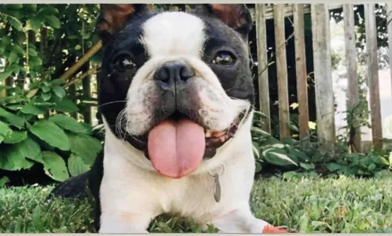 Nunca Desista! Terrier Perdido por 290 Dias Durante as Férias é Encontrado Graças às Redes Sociais Nunca Desista! Terrier Perdido por 290 Dias Durante as Férias é Encontrado Graças às Redes Sociais