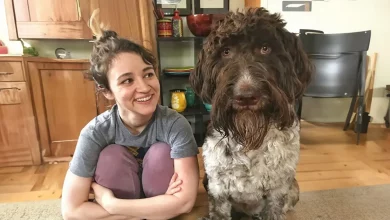 “Quase Tive um Infarto”: Goldendoodle Come um Envelope com .000 em Dinheiro