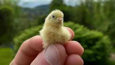 Fazendeiro Filma o Momento Adorável em que Suas Codornas Recém-nascidas Causam uma Mini Estampida em Sua Casa