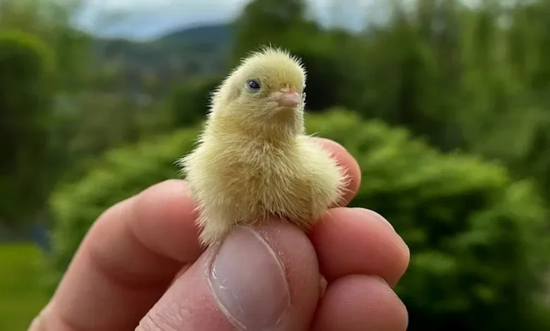 Fazendeiro Filma o Momento Adorável em que Suas Codornas Recém-nascidas Causam uma Mini Estampida em Sua Casa Fazendeiro Filma o Momento Adorável em que Suas Codornas Recém-nascidas Causam uma Mini Estampida em Sua Casa
