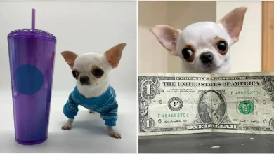 Chihuahua Um Pouco Mais Alta Que Uma Xícara de Chá é Nomeada Menor Cachorro do Mundo