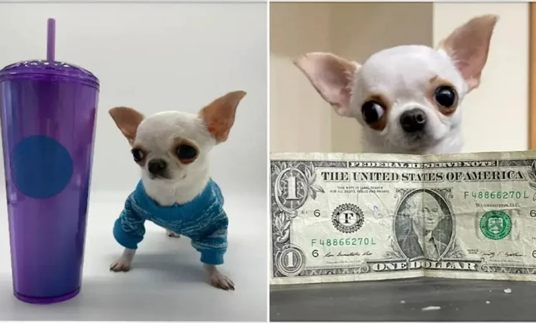 Chihuahua Um Pouco Mais Alta Que Uma Xícara de Chá é Nomeada Menor Cachorro do Mundo Chihuahua Um Pouco Mais Alta Que Uma Xícara de Chá é Nomeada Menor Cachorro do Mundo