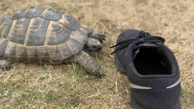 Esta Tartaruga Ataca Todos os Sapatos Pretos Que Chegam Perto Dela – ASSISTA para Dar Risadas