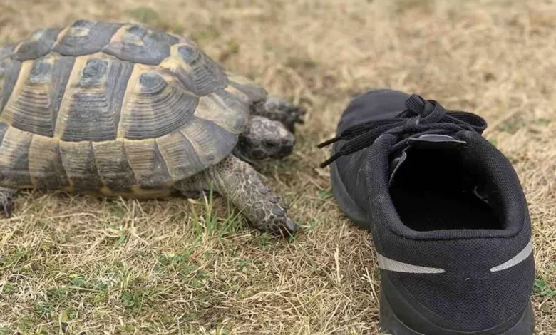 Esta Tartaruga Ataca Todos os Sapatos Pretos Que Chegam Perto Dela – ASSISTA para Dar Risadas Esta Tartaruga Ataca Todos os Sapatos Pretos Que Chegam Perto Dela – ASSISTA para Dar Risadas