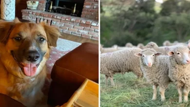Cachorro Lançado de Carro em Acidente é Encontrado Pastoreando Ovelhas em Fazenda Próxima