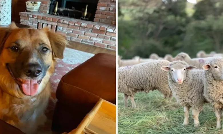 Cachorro Lançado de Carro em Acidente é Encontrado Pastoreando Ovelhas em Fazenda Próxima Cachorro Lançado de Carro em Acidente é Encontrado Pastoreando Ovelhas em Fazenda Próxima