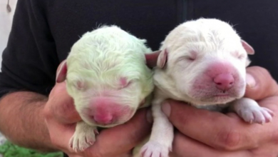 Conheça Pistachio, o cachorro verde que nasceu na Itália há dois anos