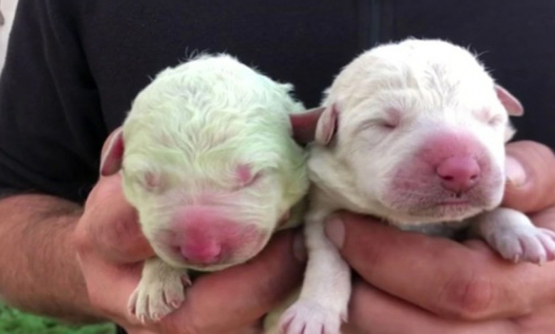 Conheça Pistachio, o cachorro verde que nasceu na Itália há dois anos Conheça Pistachio, o cachorro verde que nasceu na Itália há dois anos