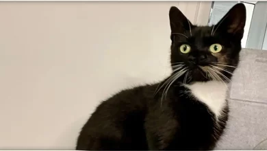 Gata Órfã Surpreende Novos Cuidadores Quando Descobrem que Ela Tem Dois Narizs – Chama-se Nanny McPhee