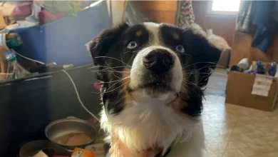 Um Cão Perdido Percorre 240 Km Através do Gelo do Mar do Alasca Antes de ser Reunido com Sua Família