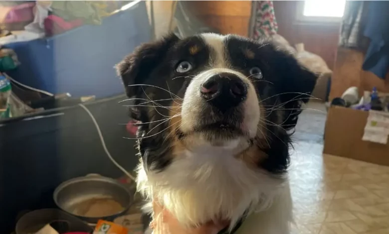 Um Cão Perdido Percorre 240 Km Através do Gelo do Mar do Alasca Antes de ser Reunido com Sua Família Um Cão Perdido Percorre 240 Km Através do Gelo do Mar do Alasca Antes de ser Reunido com Sua Família