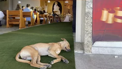 Cão de Rua Invade Casamento de Casal – e Torna-se Parte da Nova Família