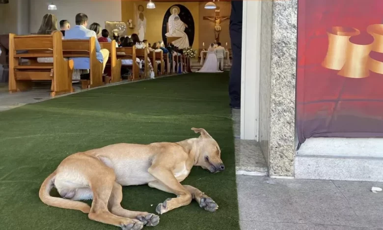 Cão de Rua Invade Casamento de Casal – e Torna-se Parte da Nova Família Cão de Rua Invade Casamento de Casal – e Torna-se Parte da Nova Família