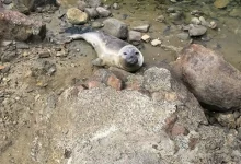 Niel, a foca que aterroriza uma pequena cidade da Tasmânia e encanta a internet