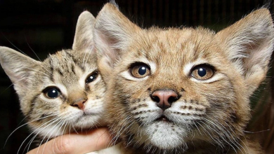 Um gato fez amizade com um lince selvagem em um zoológico, e agora eles são inseparáveis há 12 anos!