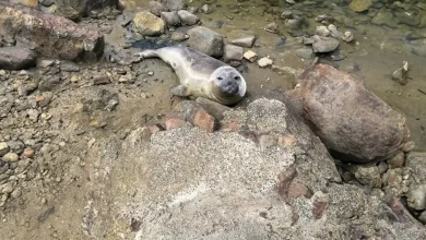 Niel, a foca que aterroriza uma pequena cidade da Tasmânia e encanta a internet