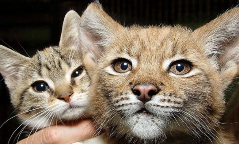 Um gato fez amizade com um lince selvagem em um zoológico, e agora eles são inseparáveis há 12 anos! Um gato fez amizade com um lince selvagem em um zoológico, e agora eles são inseparáveis há 12 anos!